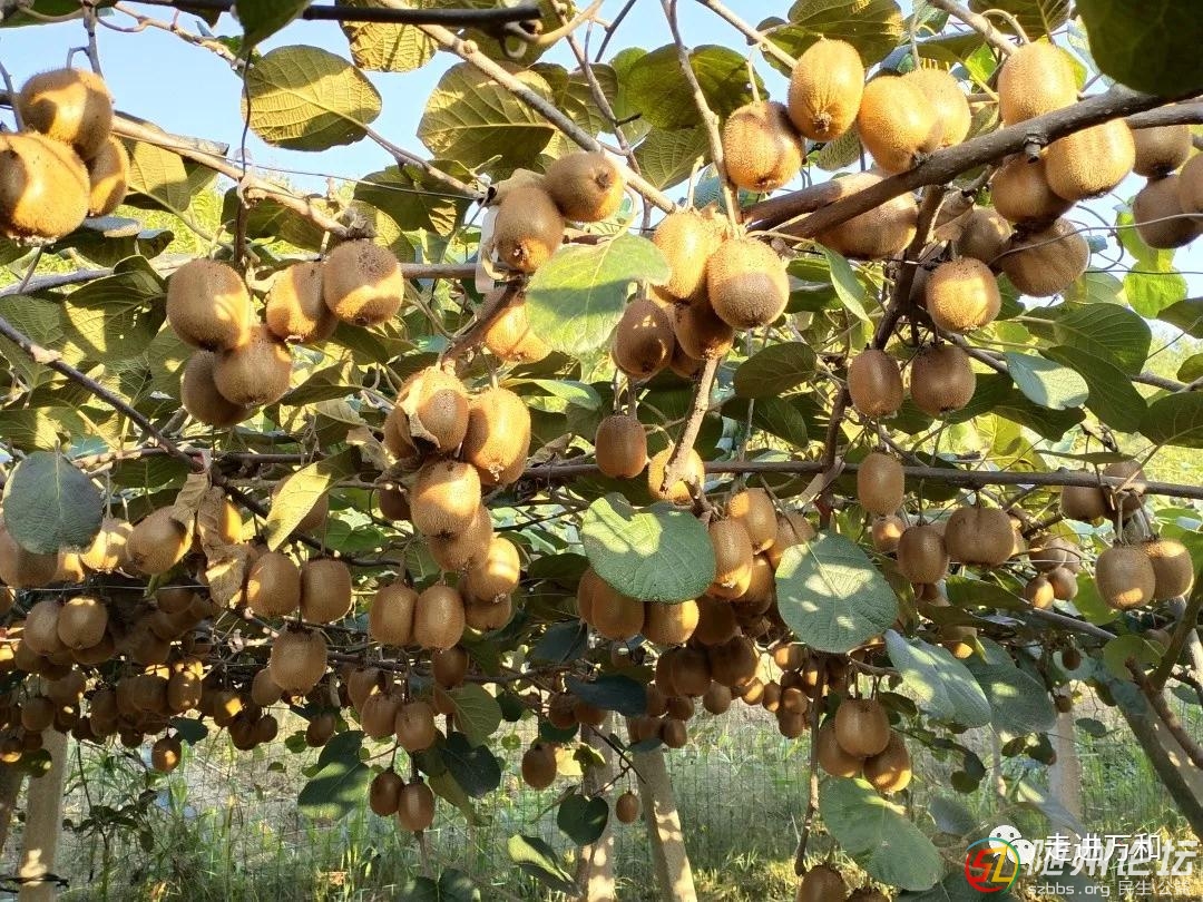 隨縣萬和的獼猴桃熟了！采摘、郵寄都安排上！