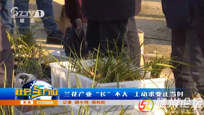 蘭花產(chǎn)業(yè)“長”不大 主動求變正當(dāng)時